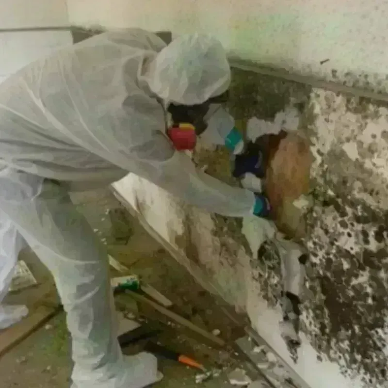 Best Mold Remediation and Removal Service in Mitchell County, KS